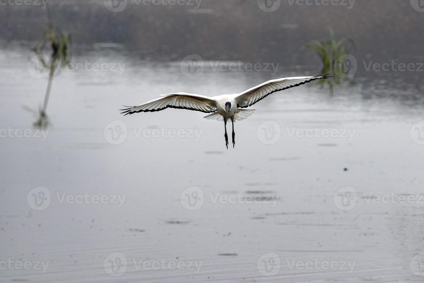 Sacred ibis bird flying in kruger park photo