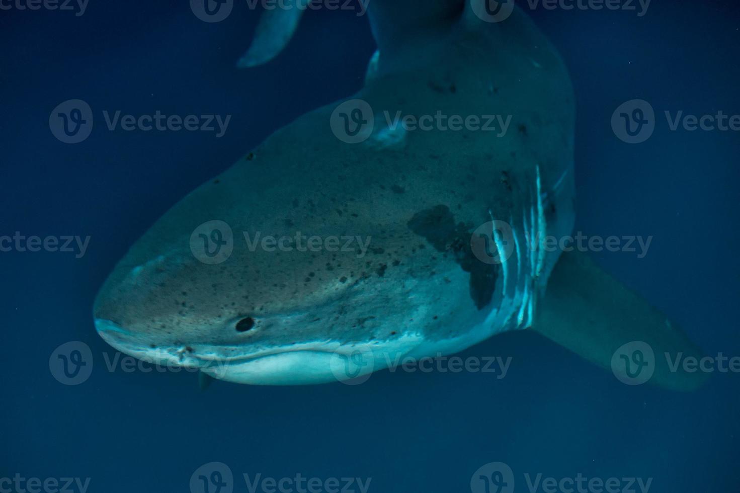 gran tiburón blanco listo para atacar foto