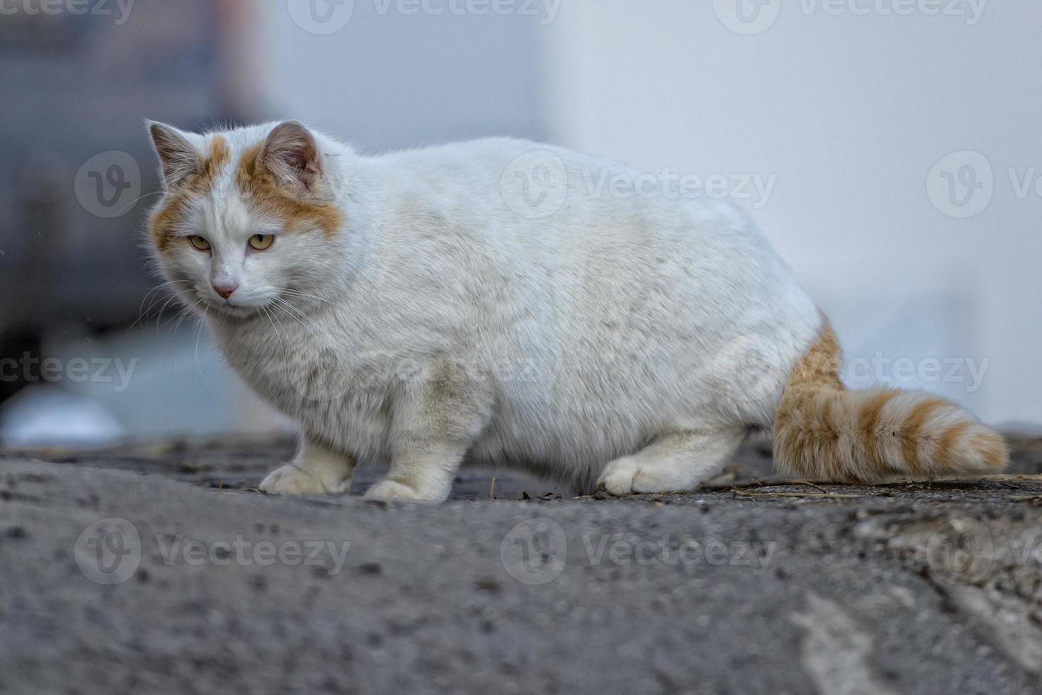 A yellow eyes cat in the snow while hunting photo