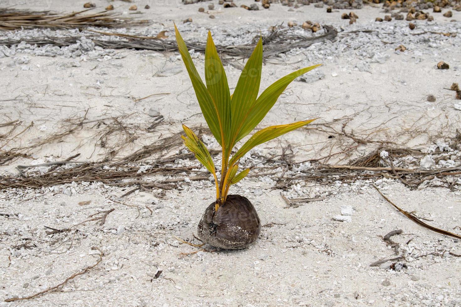 young coconut palm tree from fruit photo