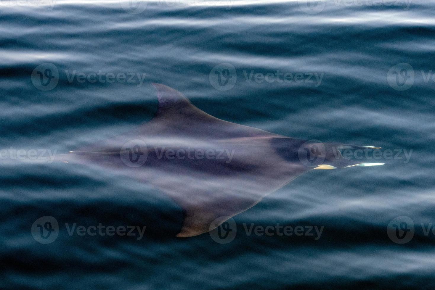 Manta in the blue ocean background portrait photo