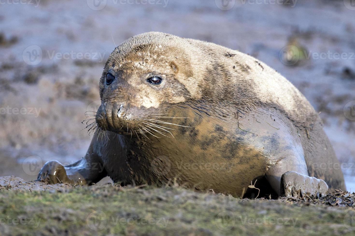 toro de foca gris mientras te mira foto