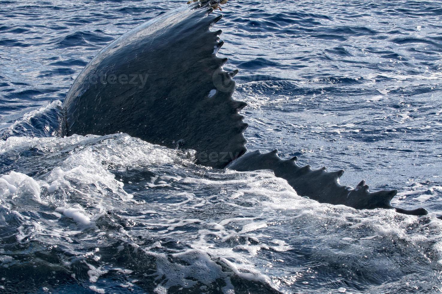 Humpback whale detail in polynesian sea photo