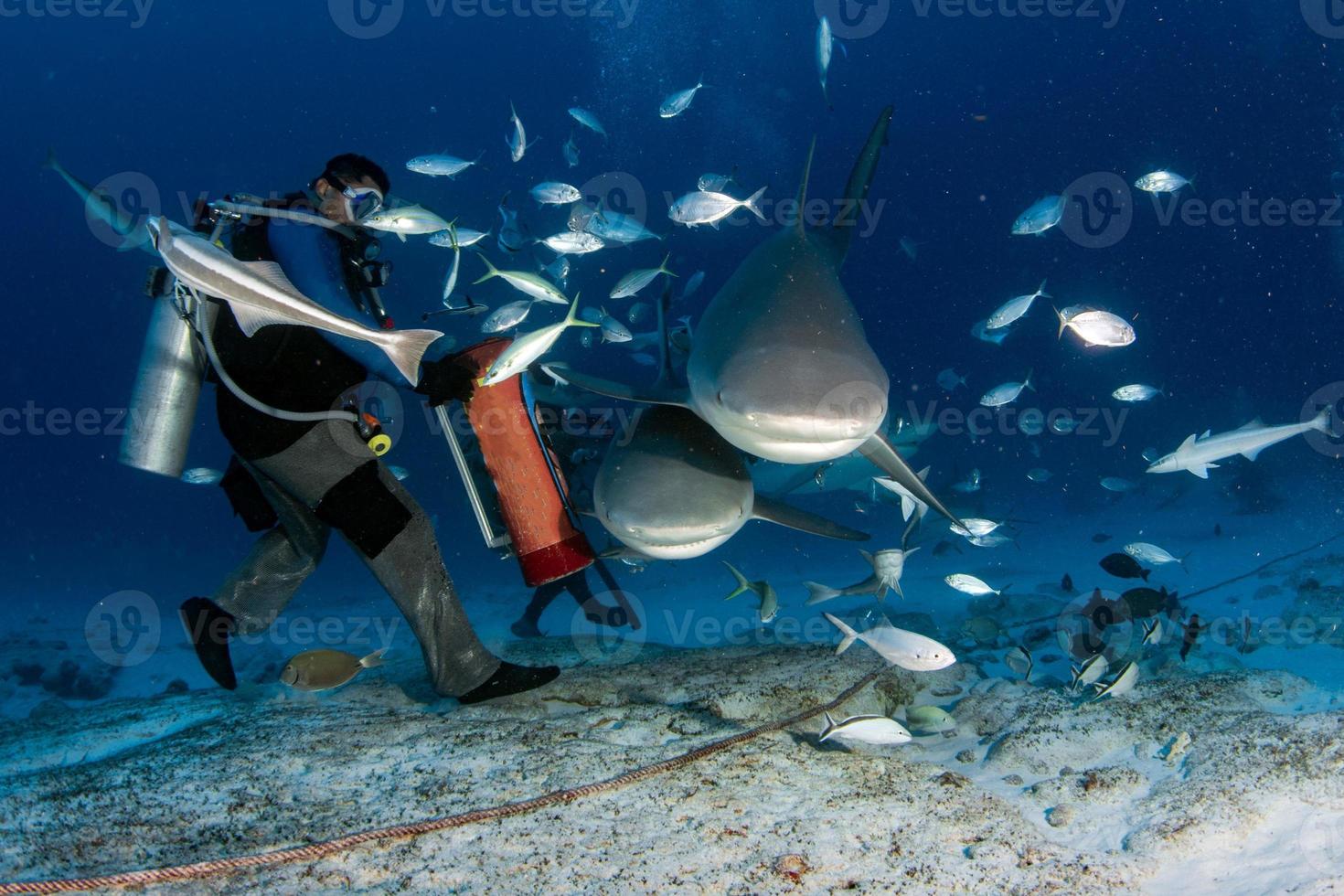 bull shark while shark feeding photo