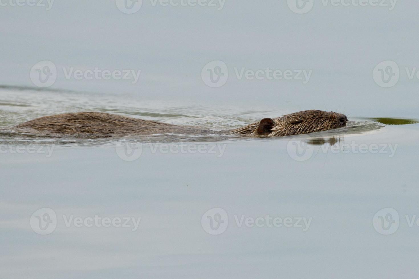 Isolated Beaver coypu while swimming photo