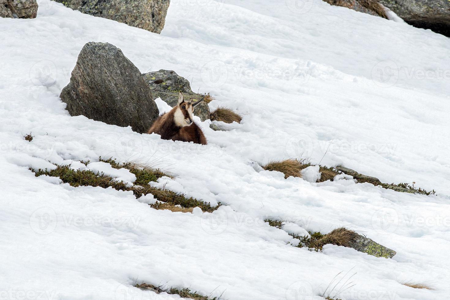 chamois deer on snow portrait photo