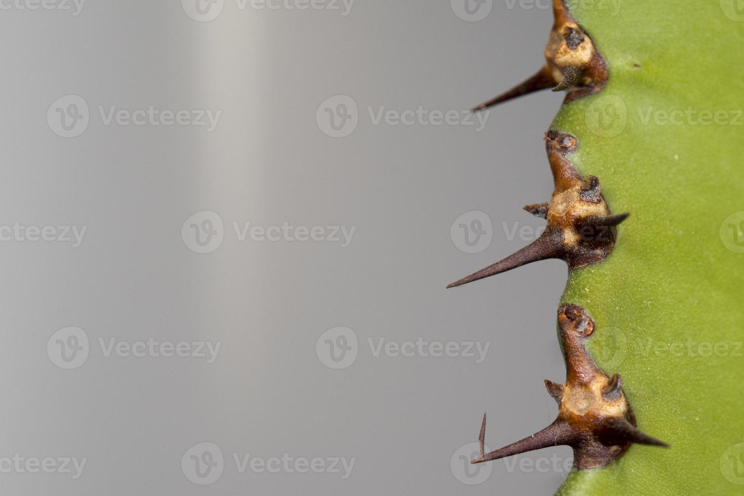 Cactus thorn macro detail photo