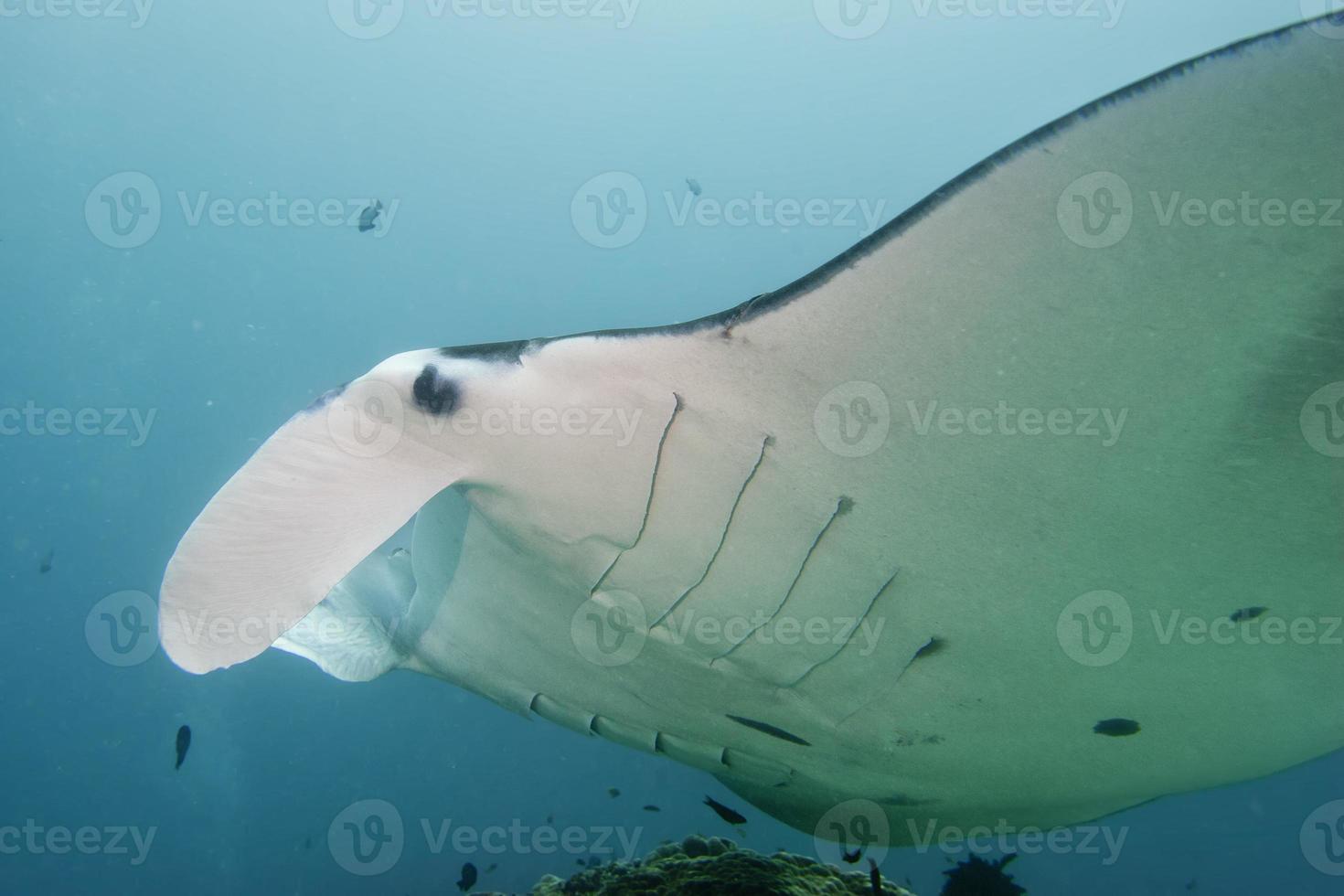 Manta close up portrait underwater photo