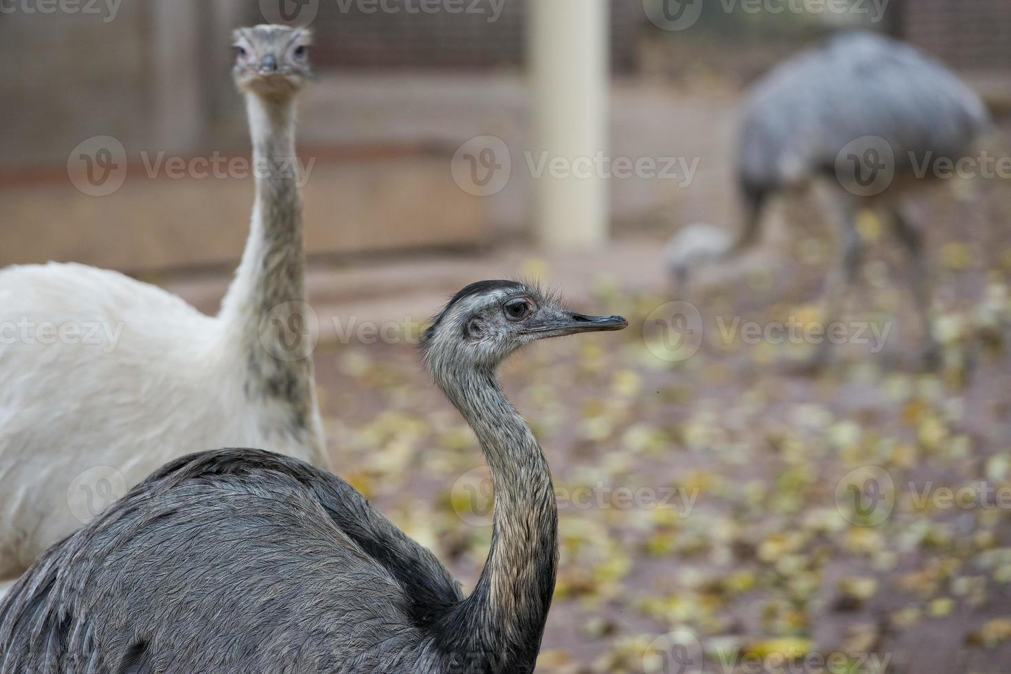Ostriches photo animal