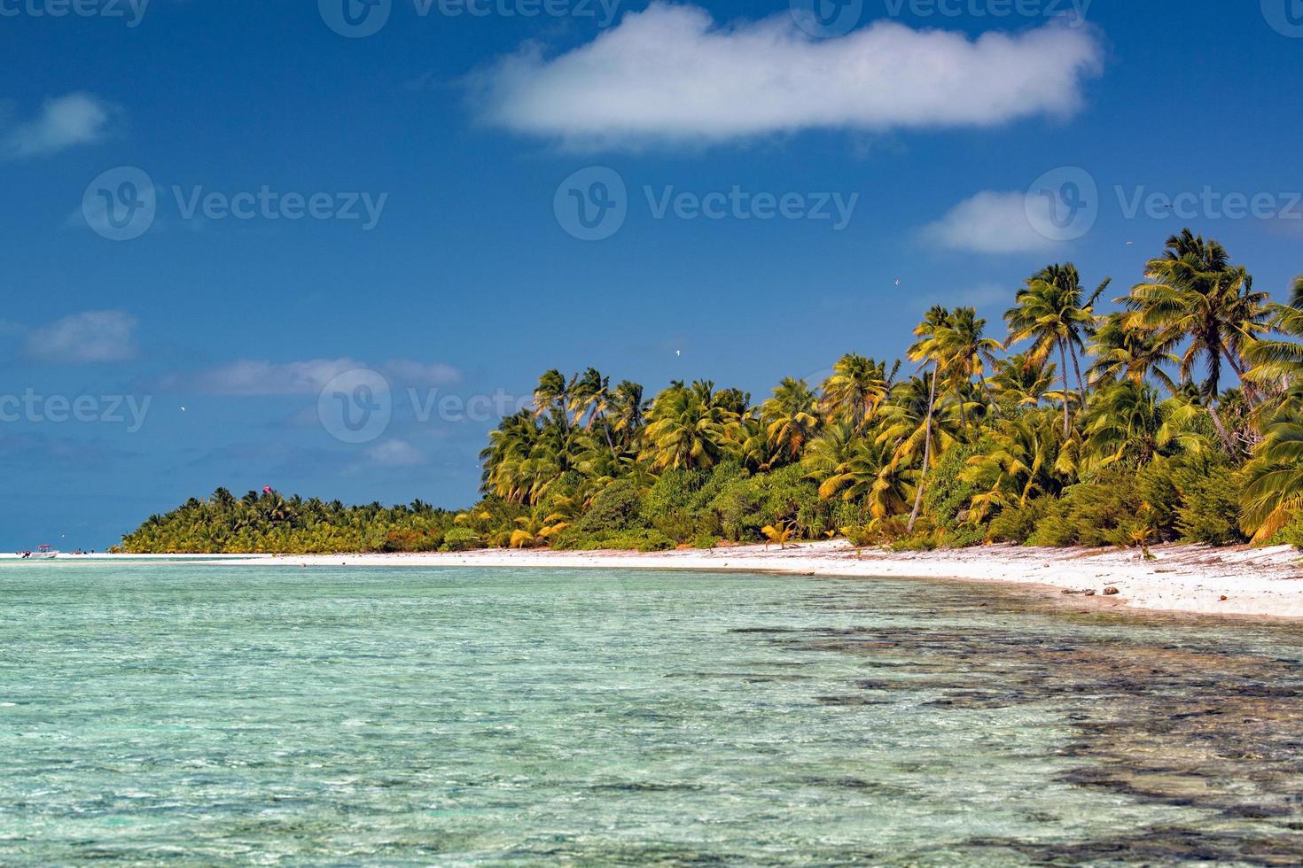 árbol de coco en la laguna maravillosa de la playa de polinesia foto