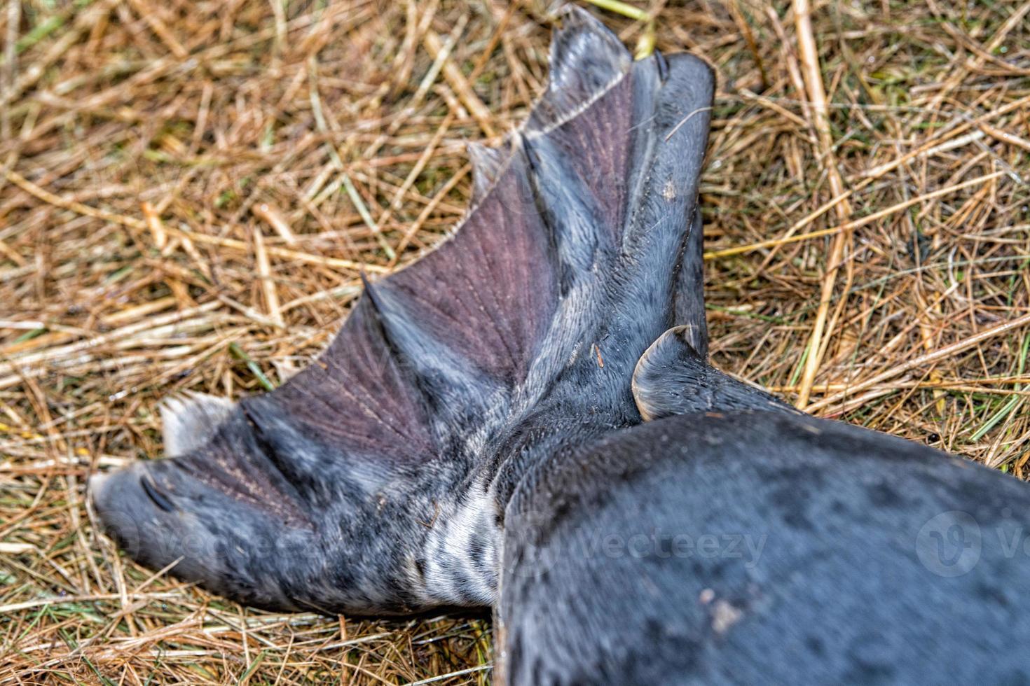 grey seal puppy fin detail photo