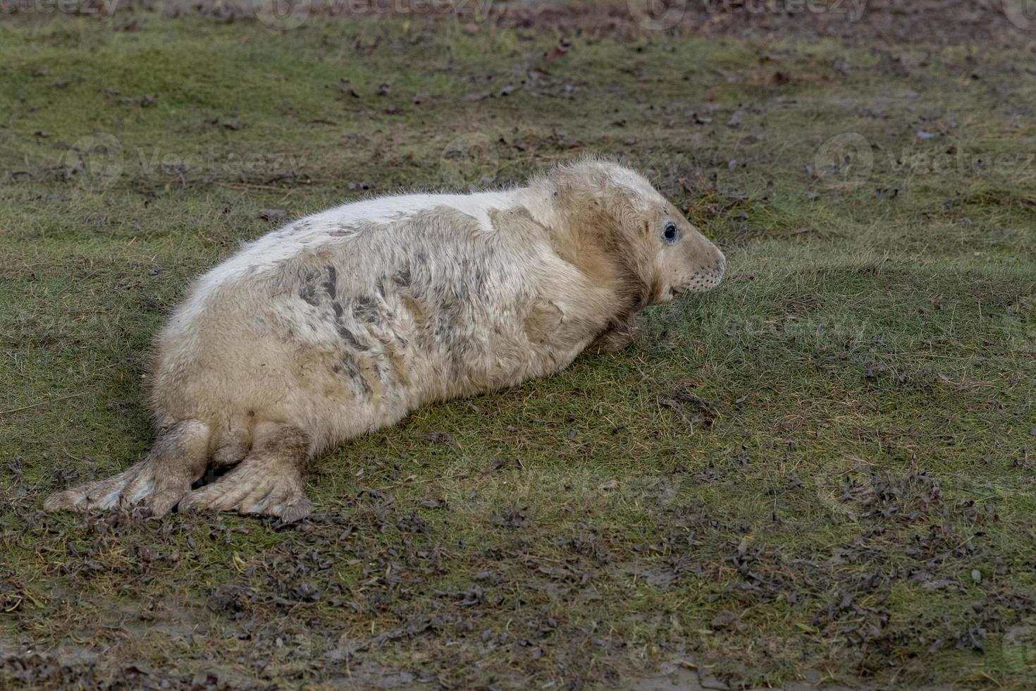 grey seal puppy while relaxing on the beach in Great Britain photo