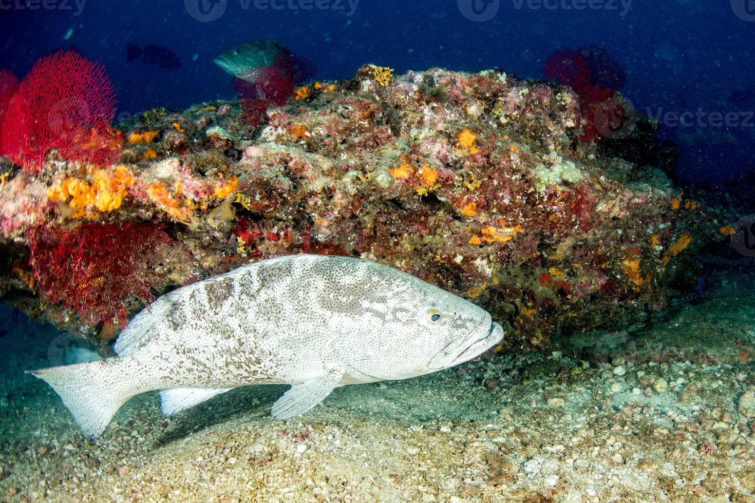 grouper sweetlips school of fish underwater photo