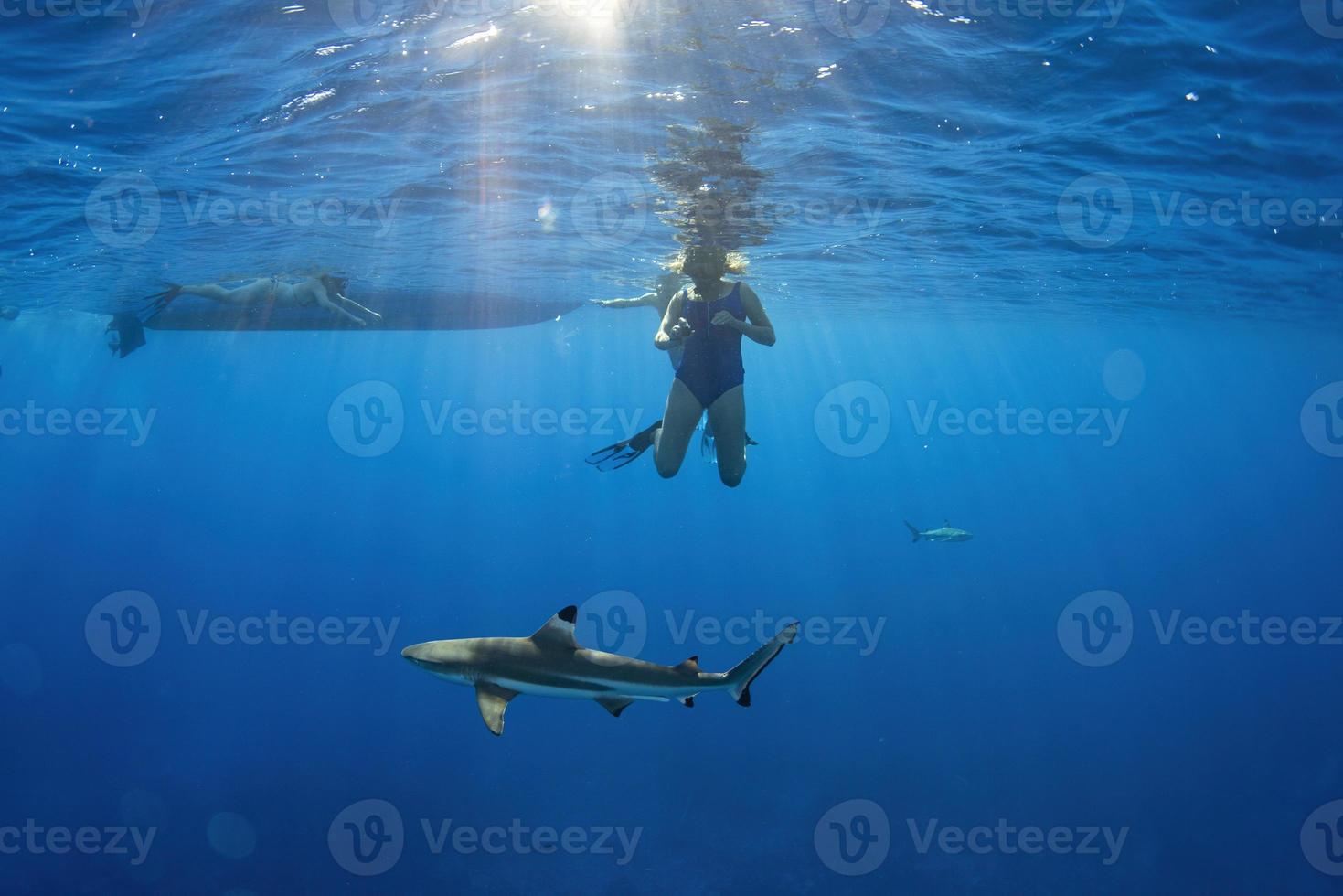 swimming with sharks underwater in french polynesia photo