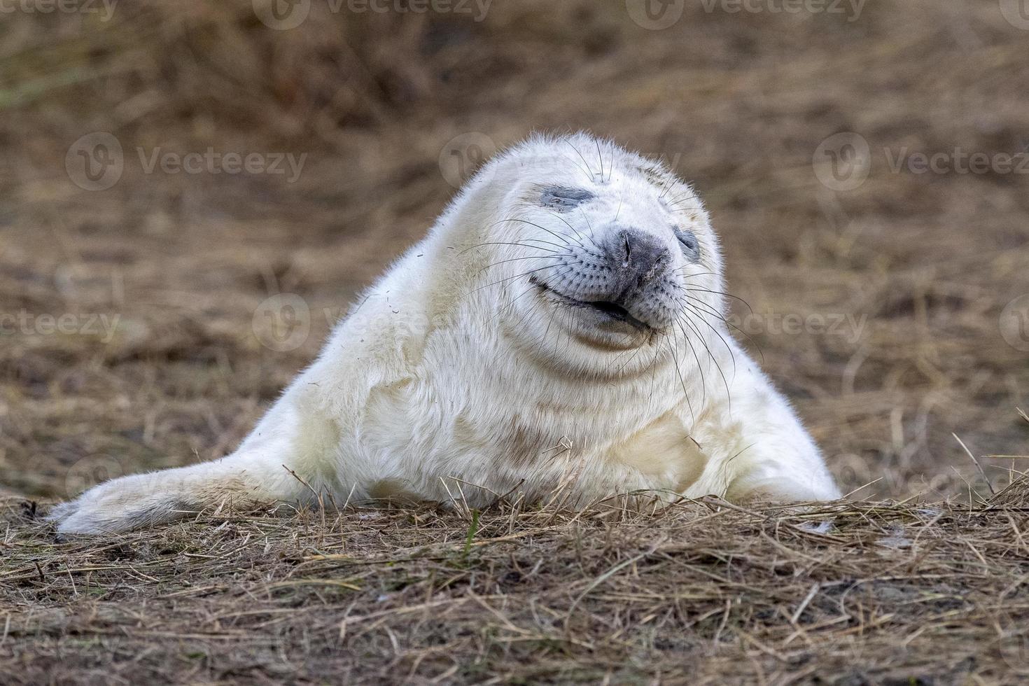 newborn white grey seal relaxing on donna nook beach linconshire photo