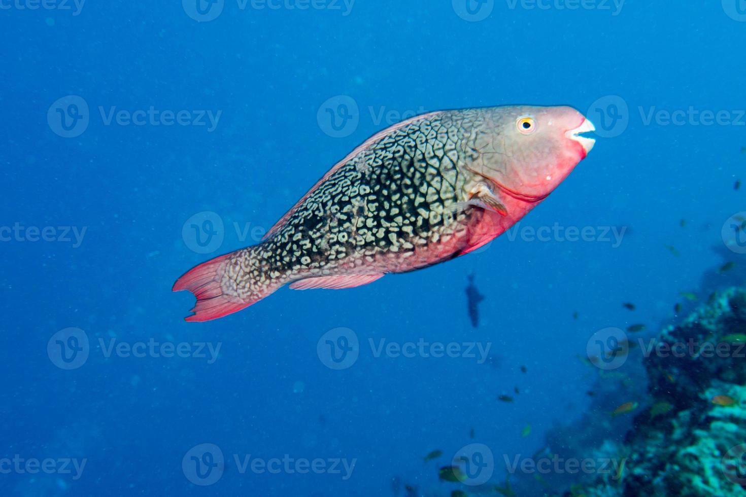 parrot fish portrait in maldives photo