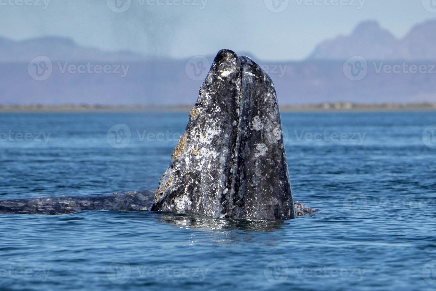 avistamiento de ballenas grises en baja california foto