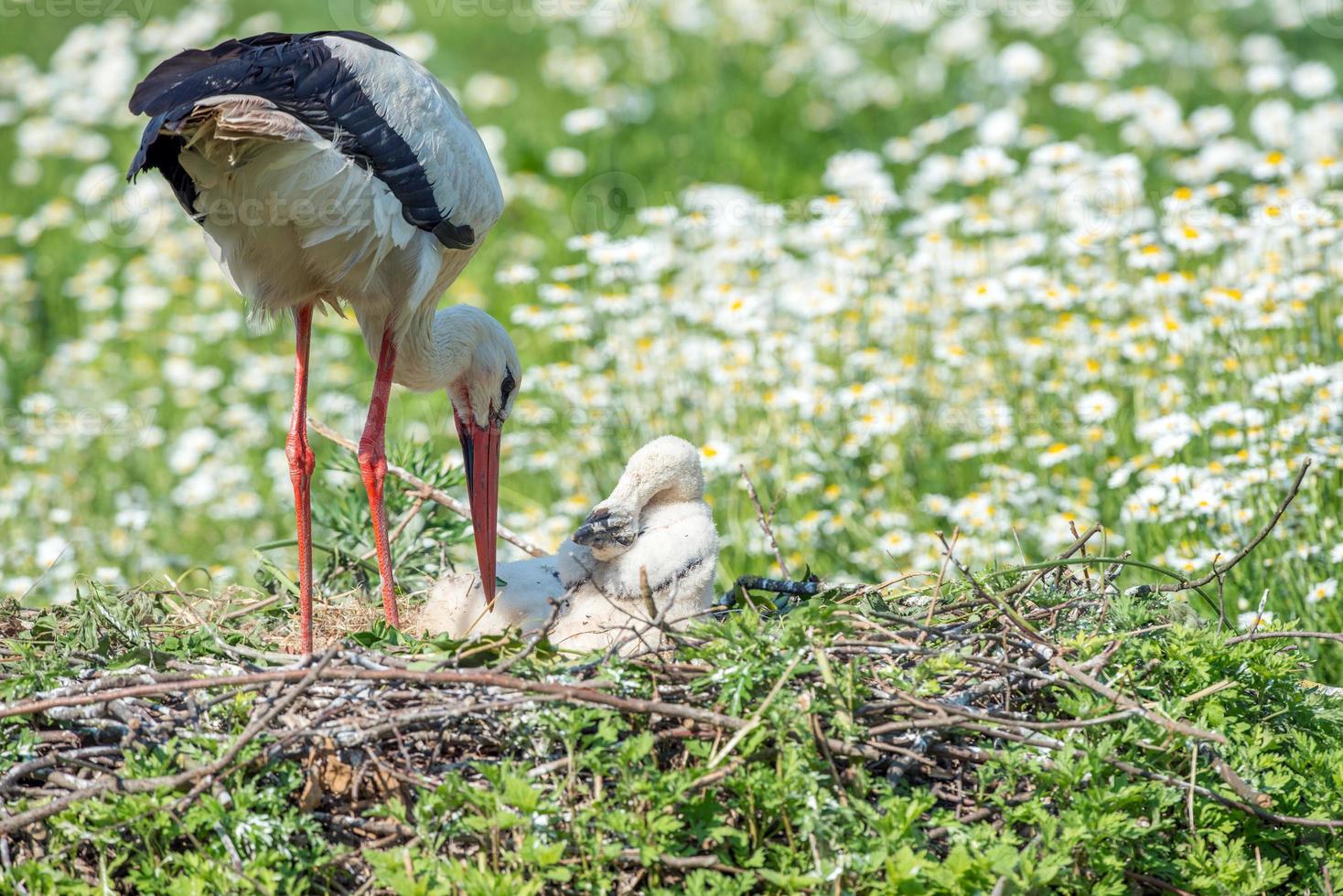 Stork with baby puppy in its nest on the daisy background photo