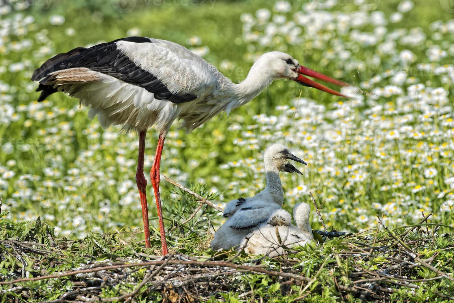 Stork with baby puppy in its nest on the daisy background photo