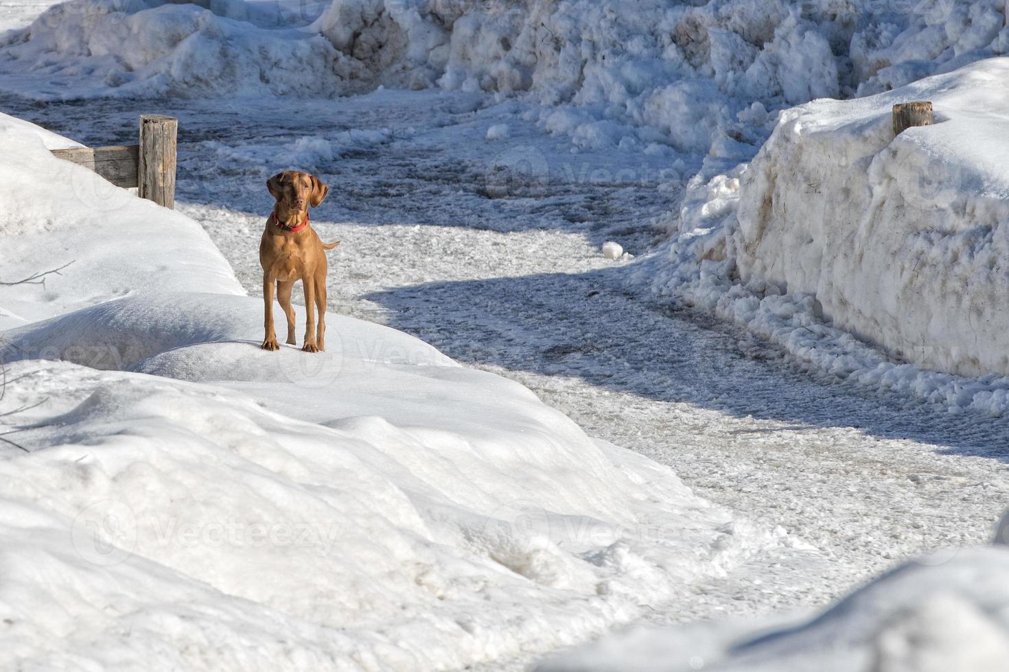 brown puppy dog while playing on the snow photo