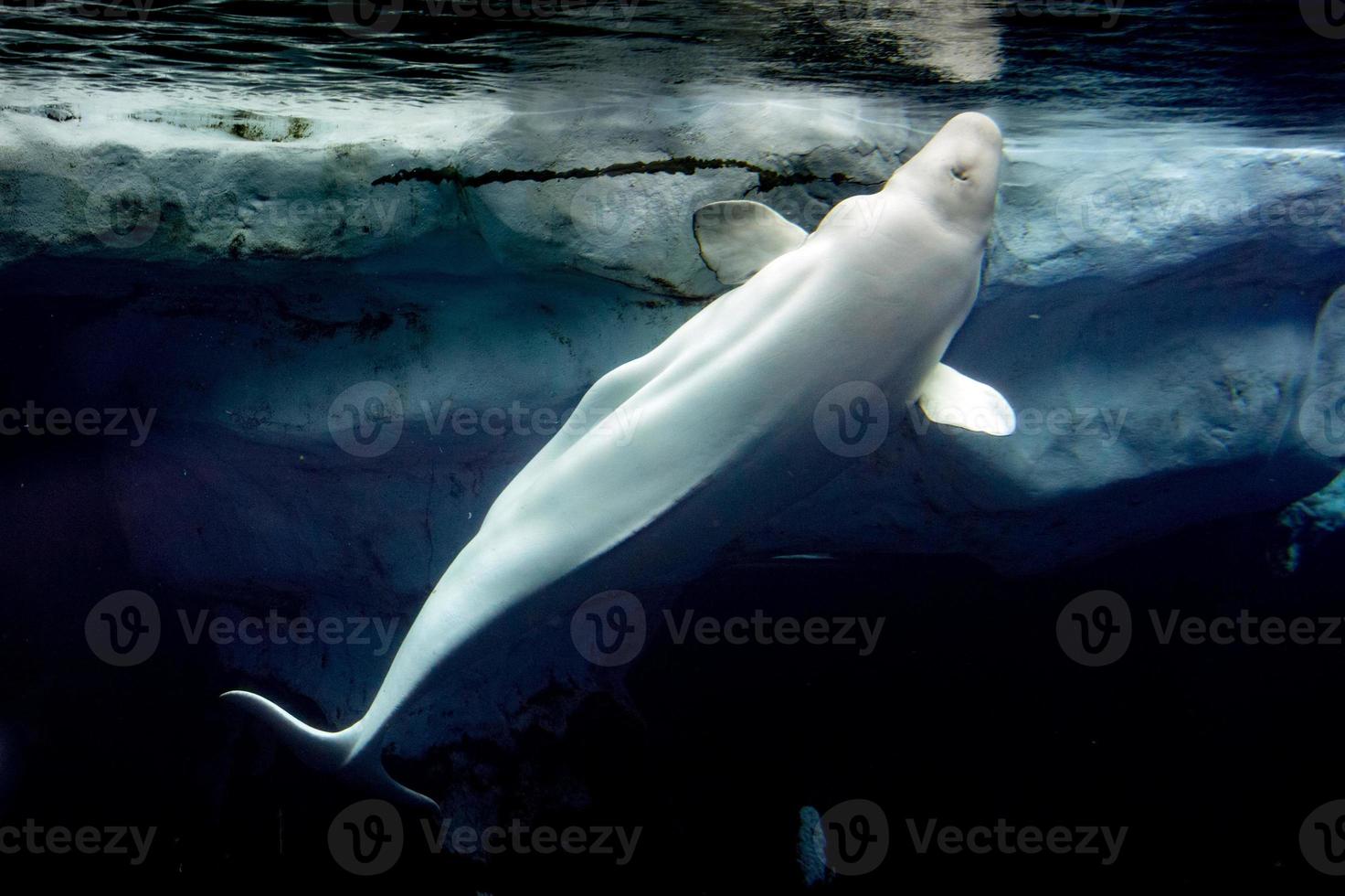 Beluga whale white dolphin portrait photo