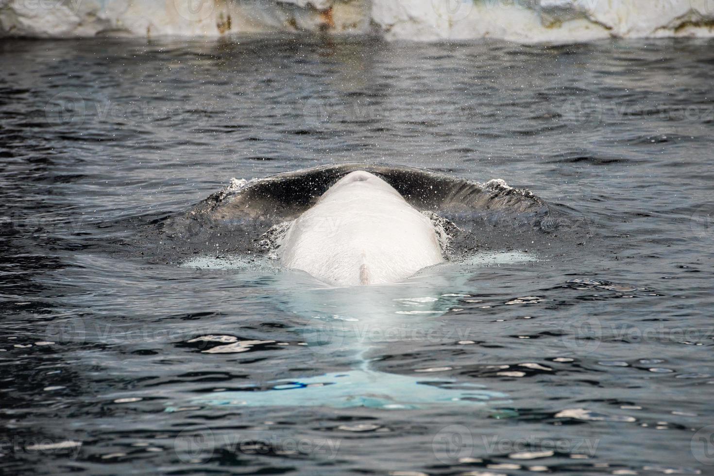 Beluga whale white dolphin portrait photo