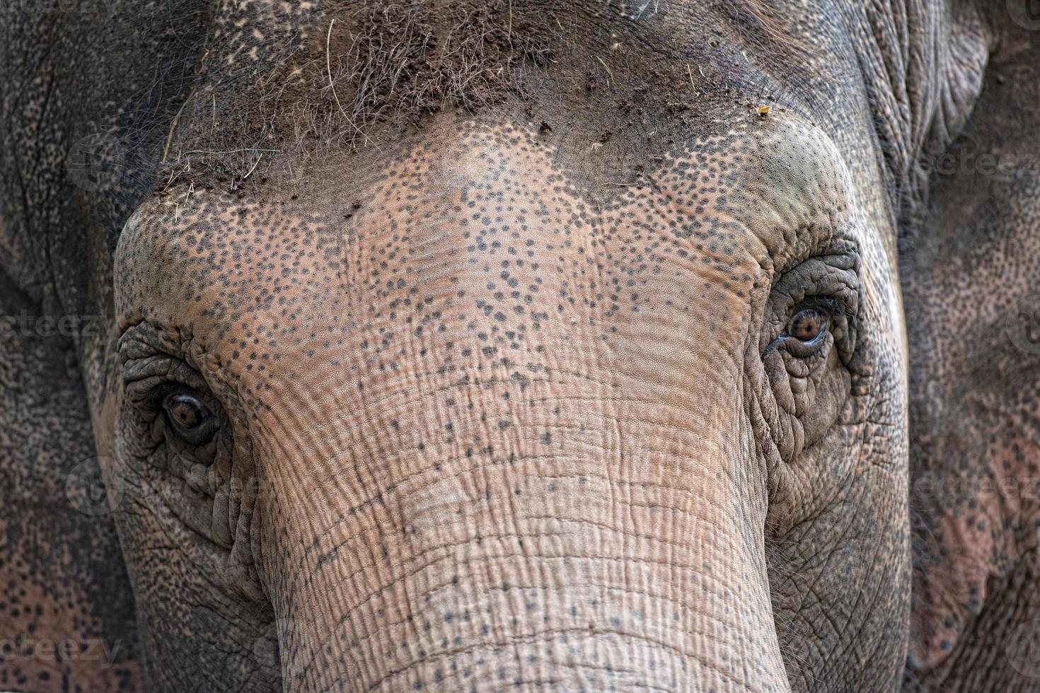 elephant eye close up detail photo