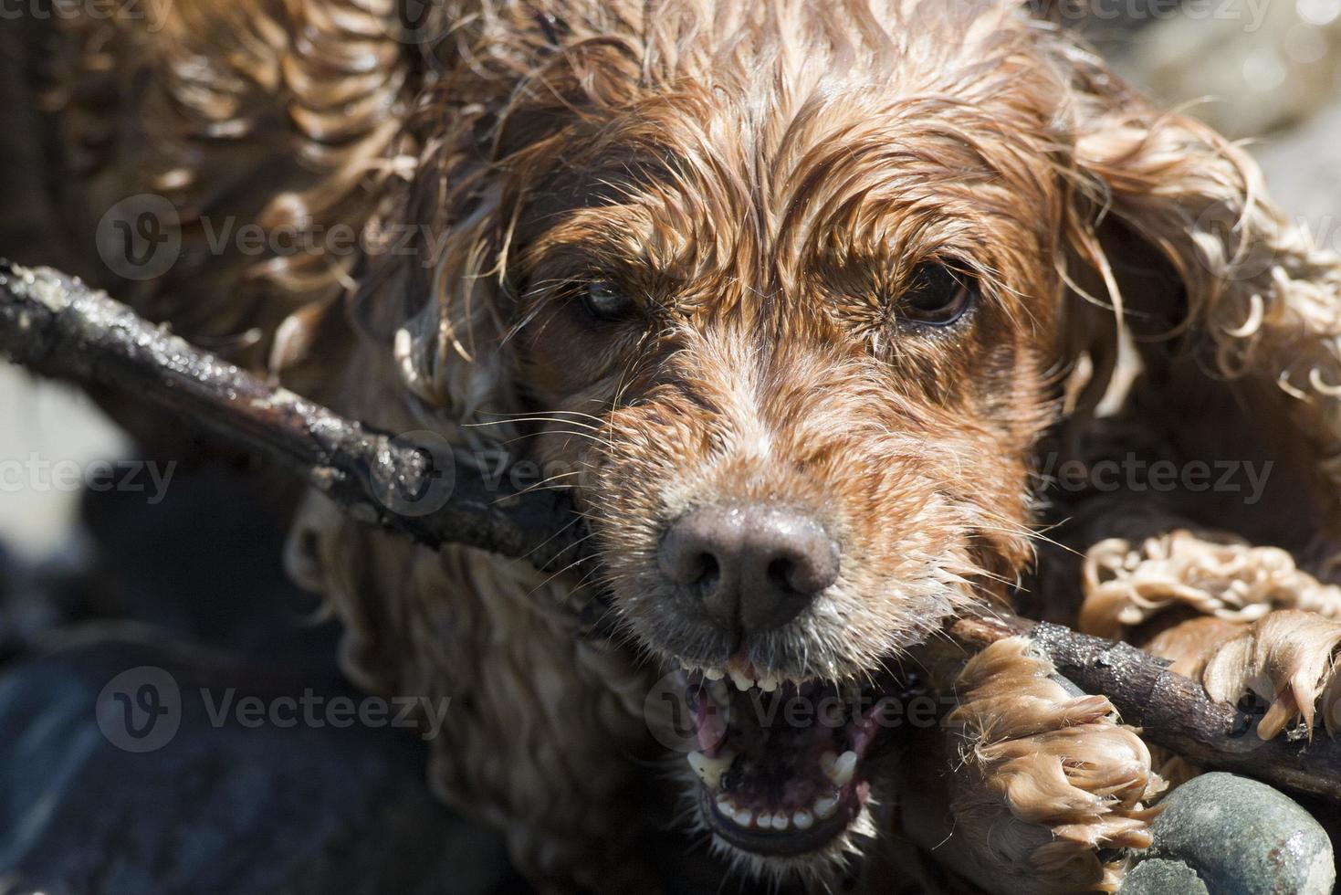 Happy Dog English cocker spaniel while running to you photo