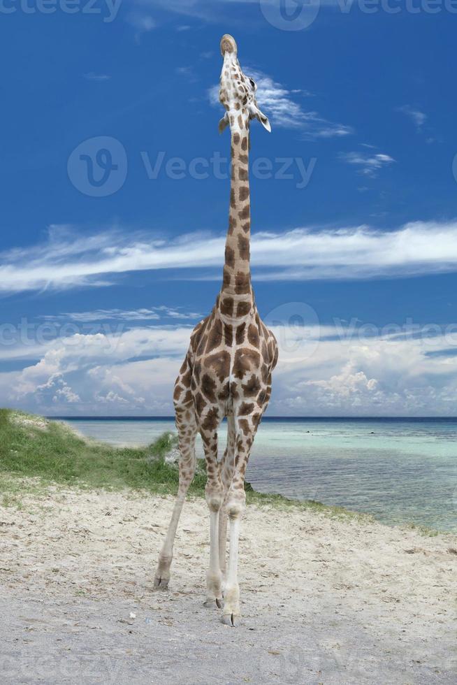 Isolated giraff on the blue cloudy sky background photo