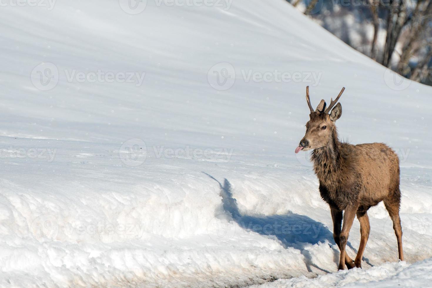 retrato de ciervo macho mientras te mira en el fondo de la nieve foto