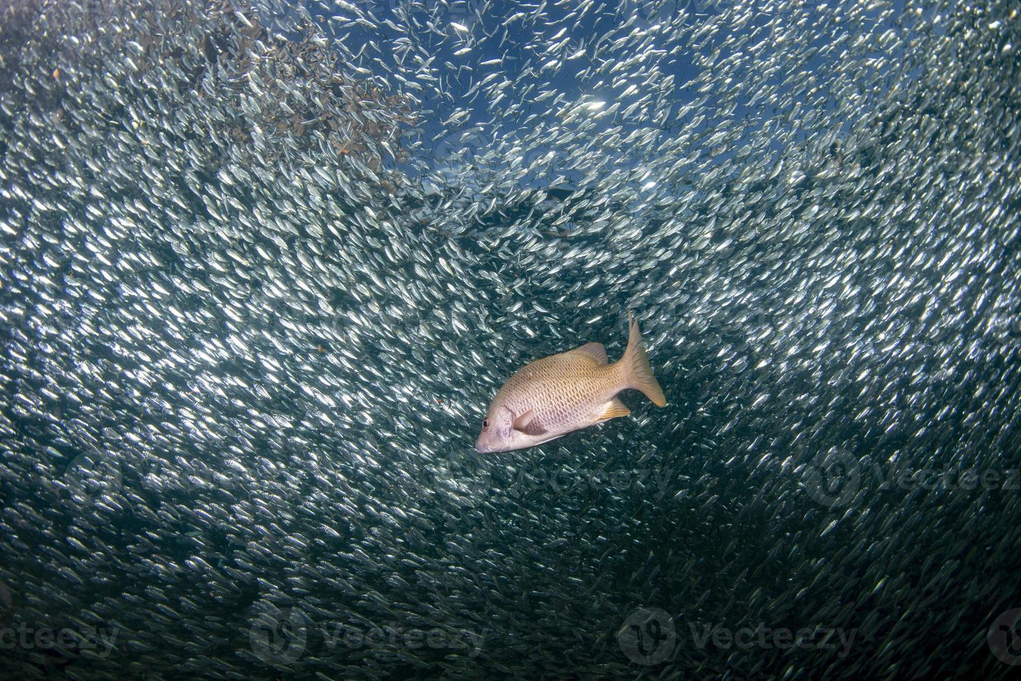 sardine school of fish underwater photo