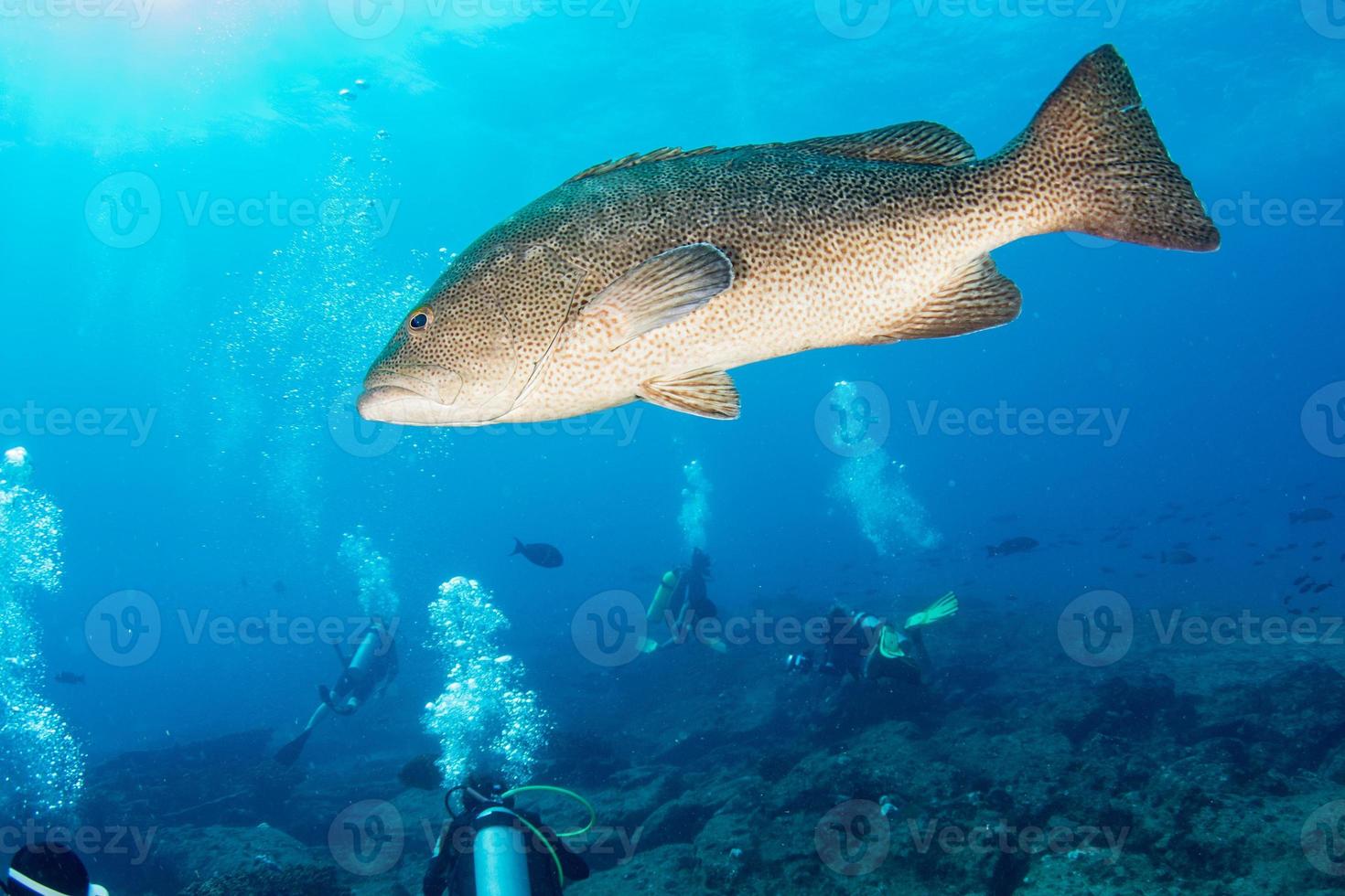 grouper sweetlips school of fish underwater photo