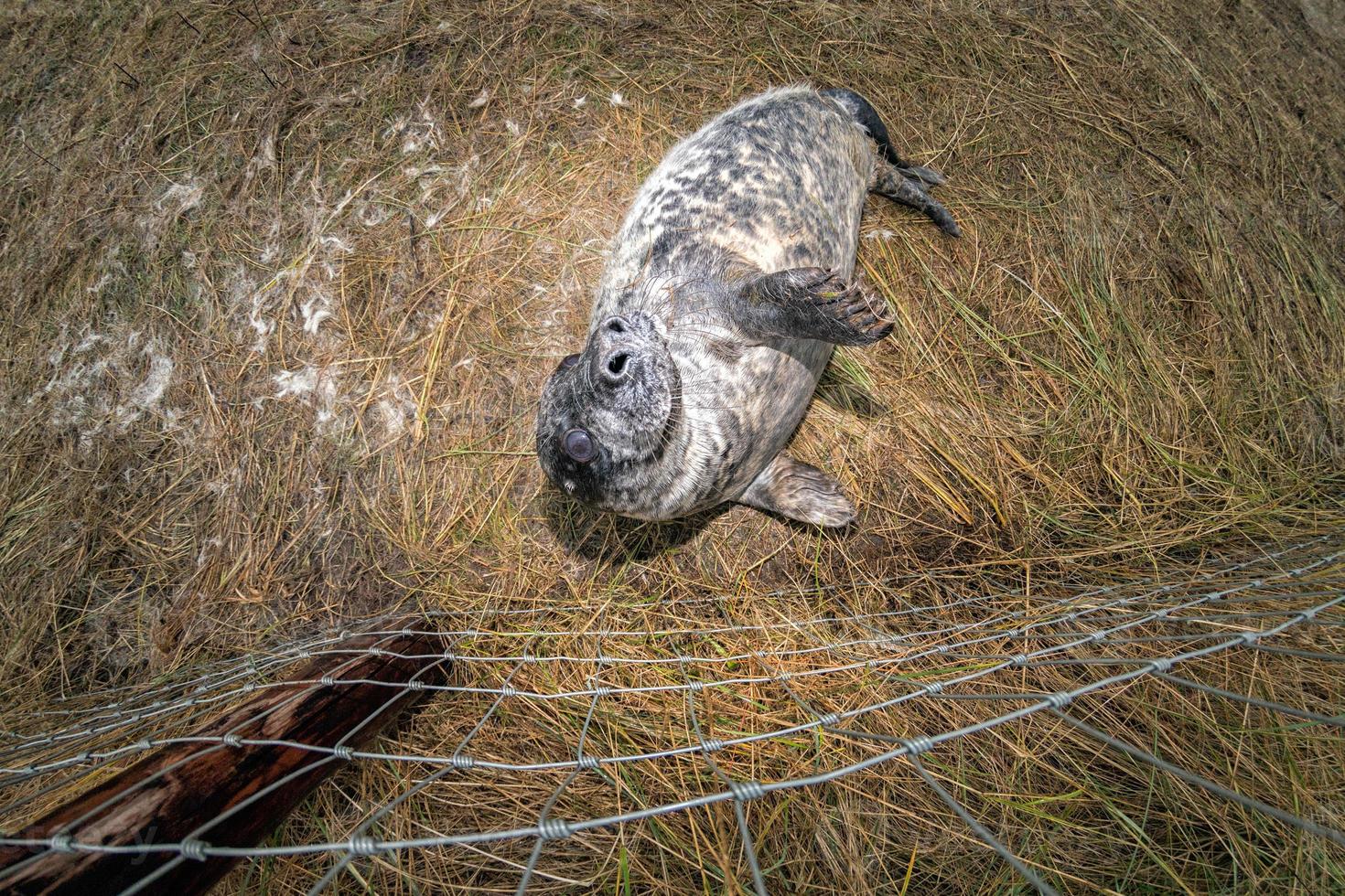 grey seal puppy while looking at you photo