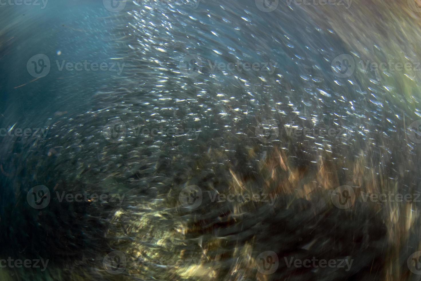 Mueve el efecto de giro dentro de la escuela de peces de sardinas bajo el agua. foto