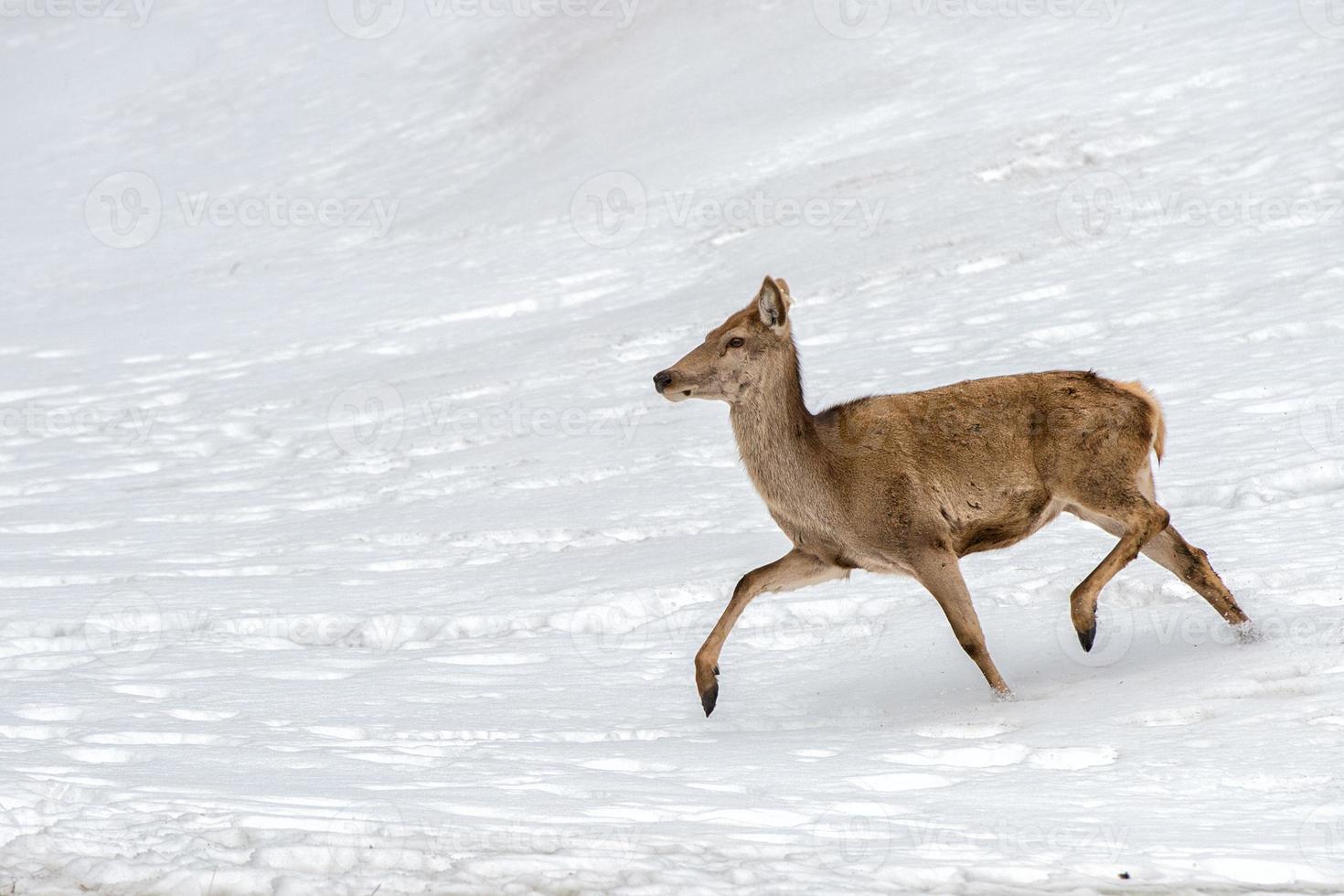 Deer on the snow background photo