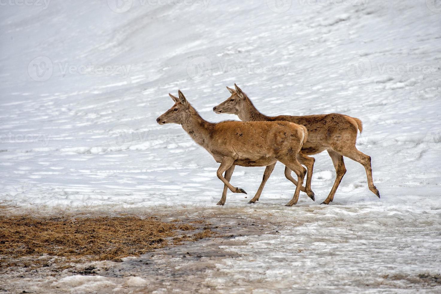 deer portrait while looking at you on snow background photo