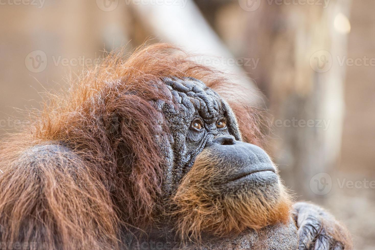 viejo retrato de mono orangután mientras te mira foto
