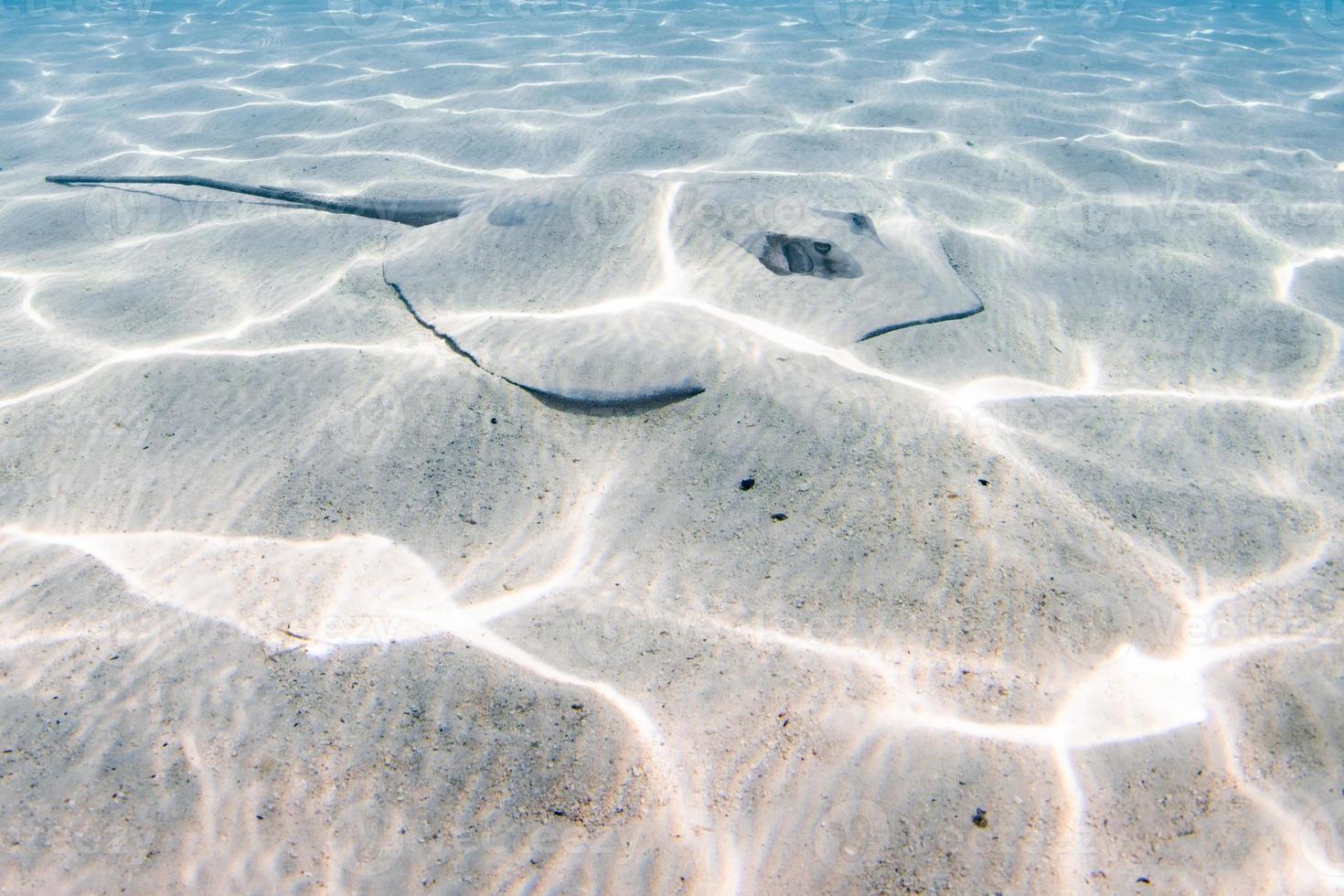 sting ray hiding in the sand in french polynesia photo