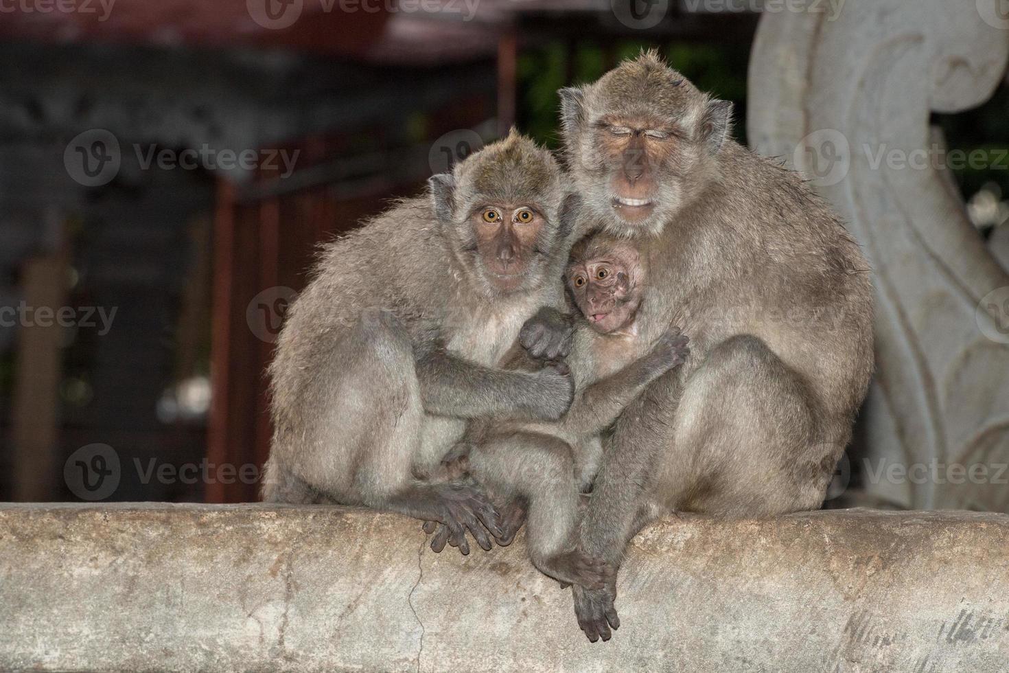 macque ape monkey inside bali induist temple photo