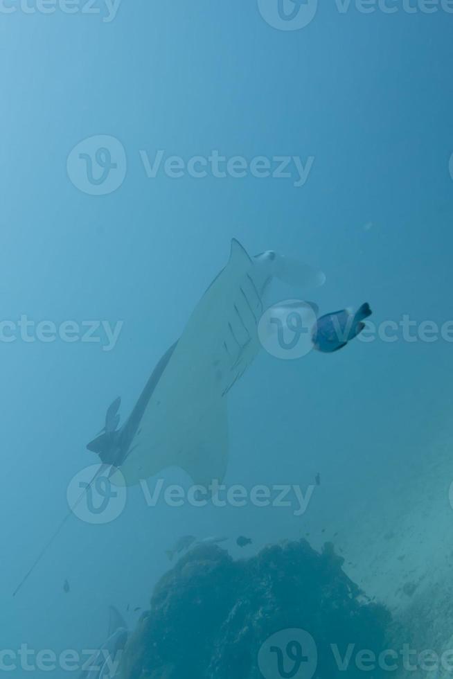 Manta in the deep blue ocean background photo