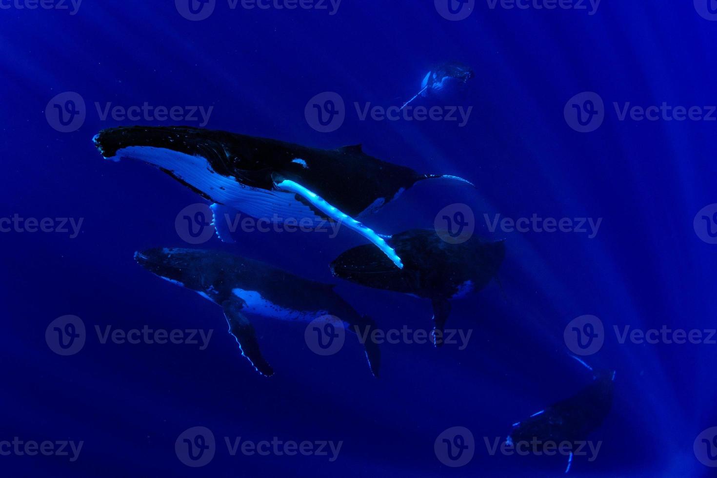 Humpback whale underwater in Moorea French Polynesia photo