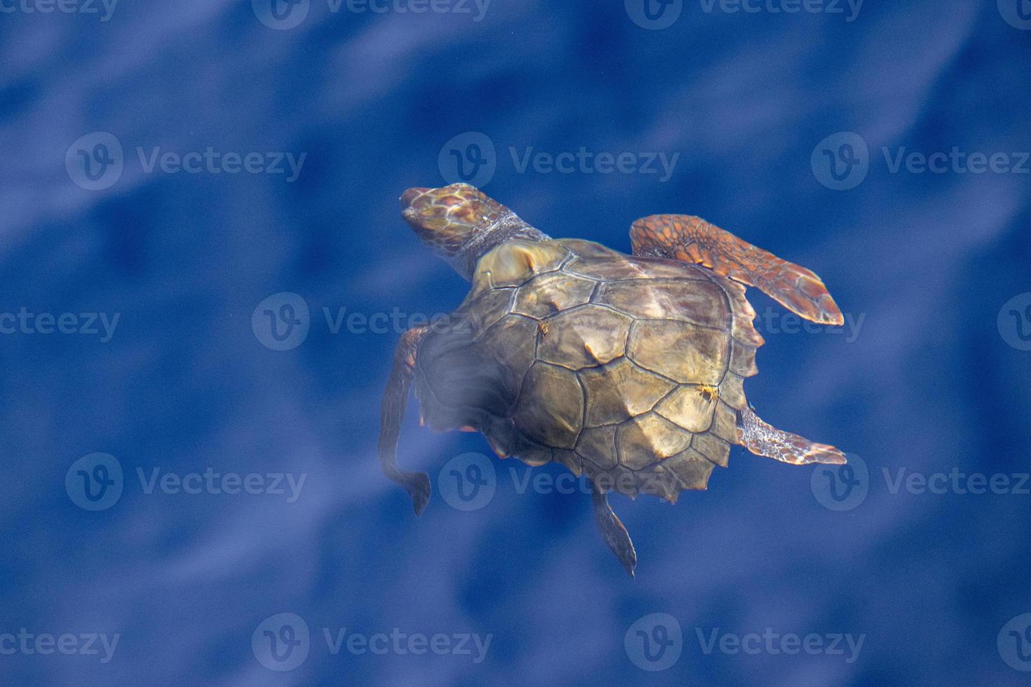 tortuga caretta cerca de la superficie del mar para respirar con cangrejos en la espalda foto