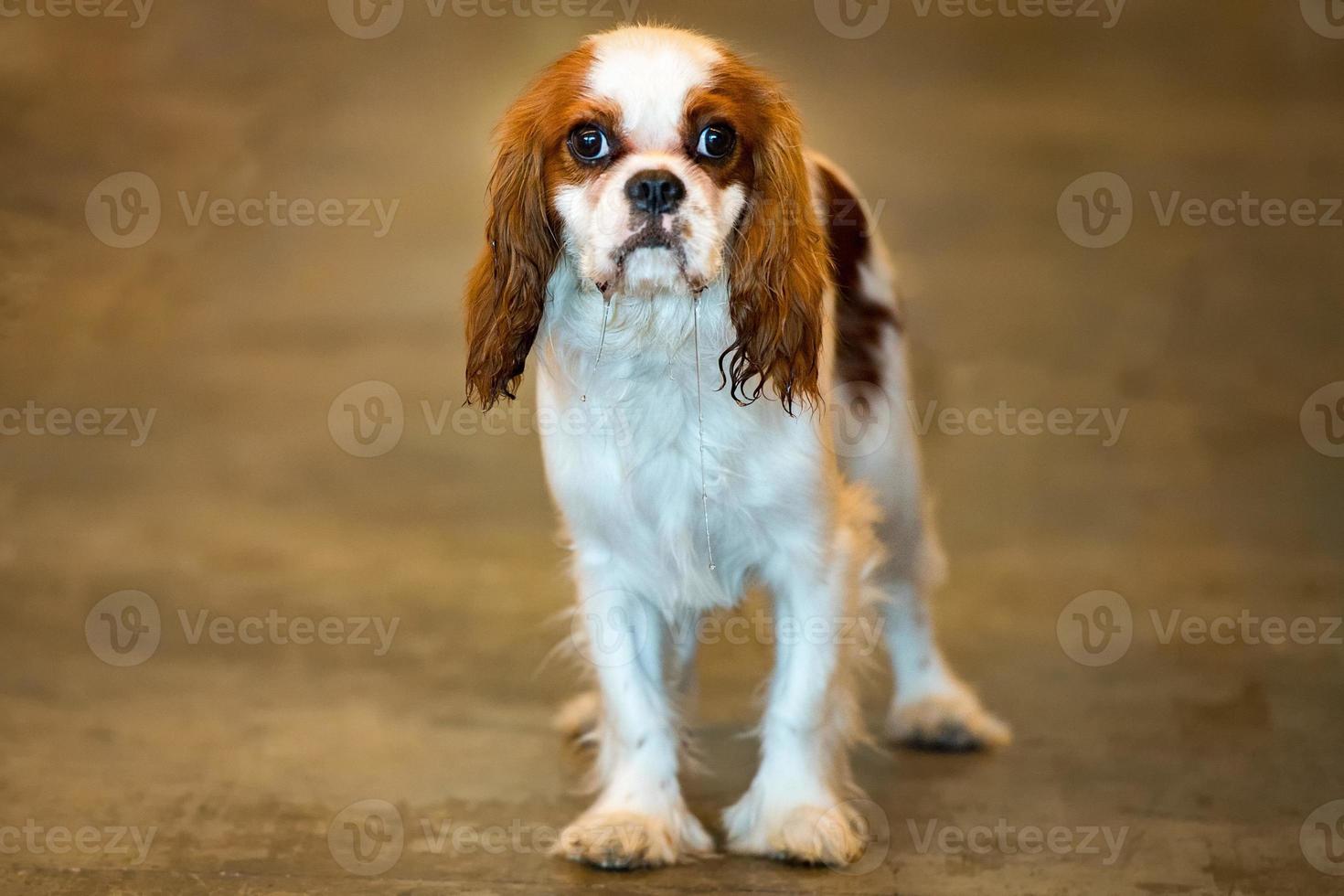 chevalier king dog portrait looking at you photo