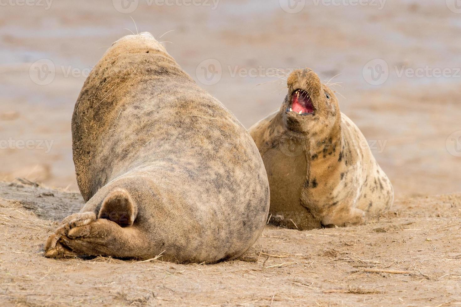 male grey seal while fighting photo