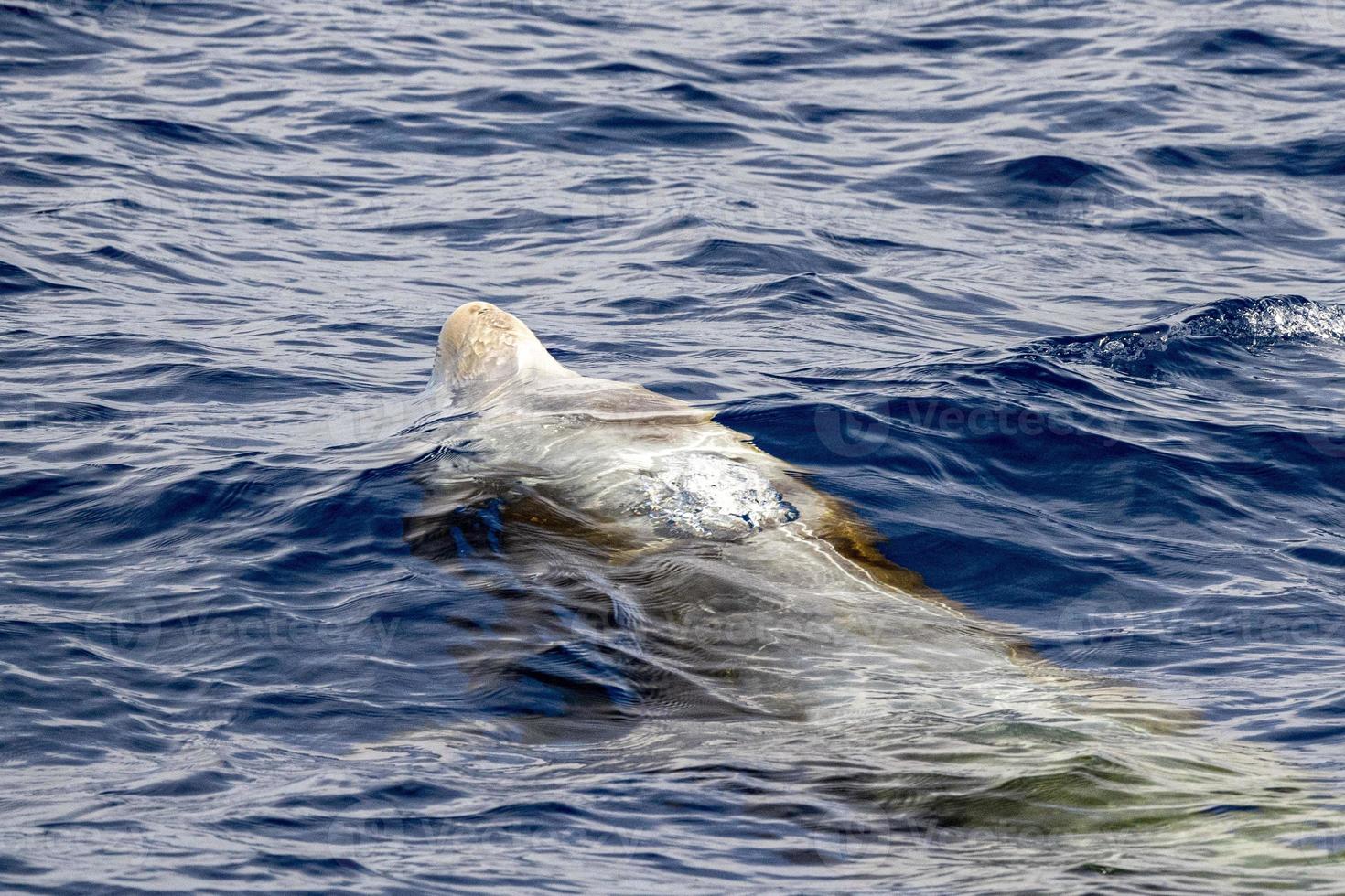 Rare Cuvier Goose Beaked whale dolphin Ziphius cavirostris photo