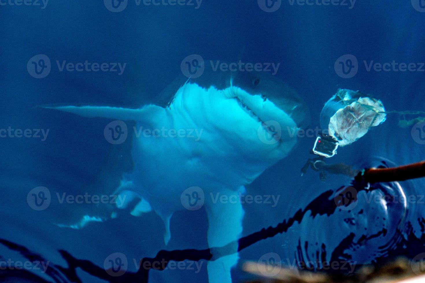 Great White shark ready to attack photo