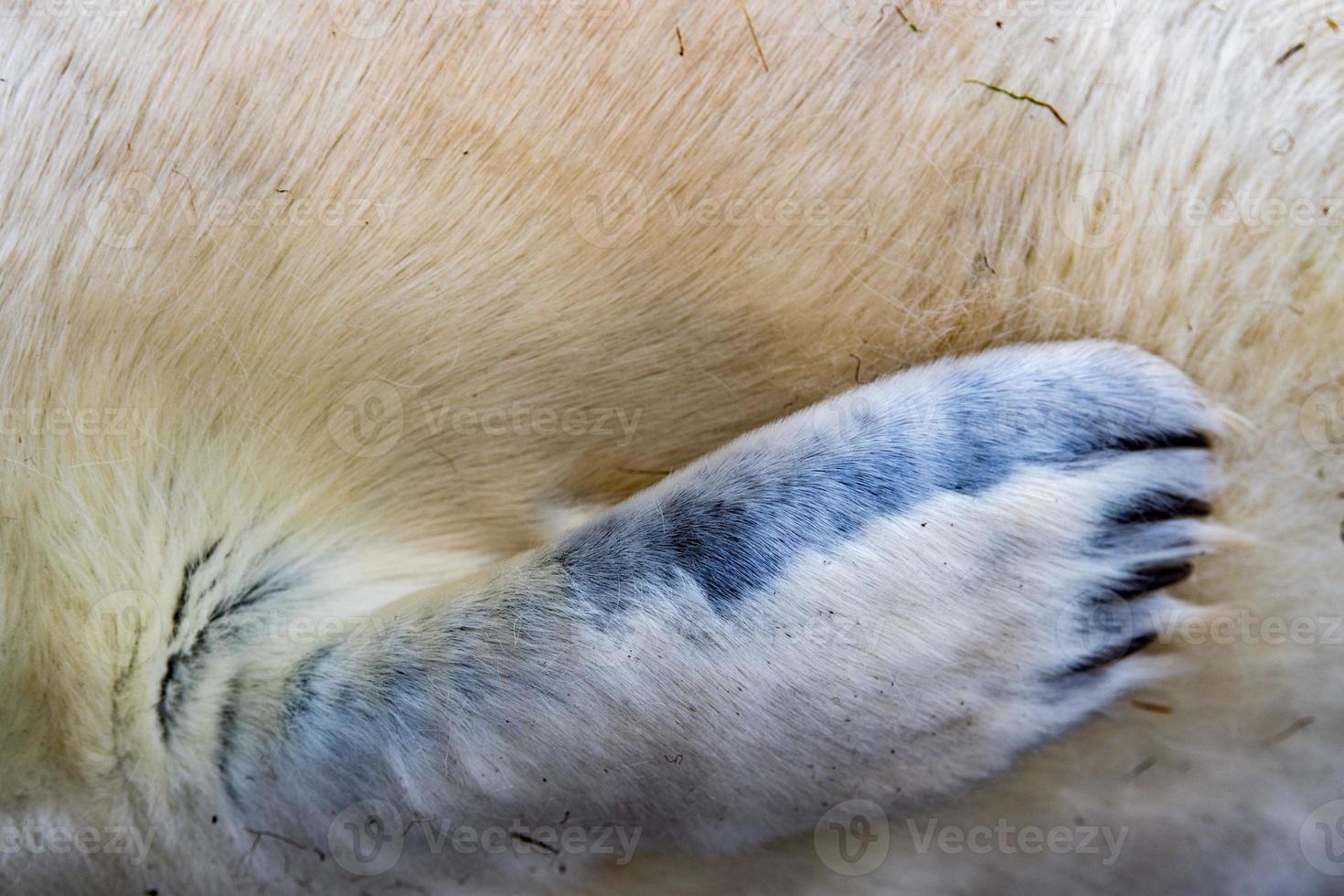 grey seal puppy fin detail photo