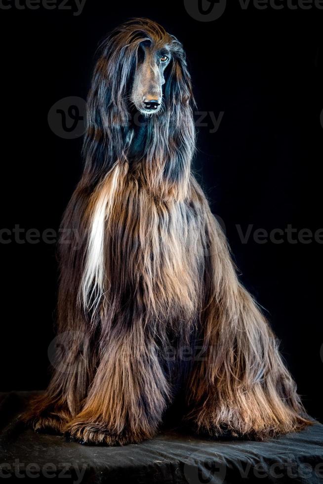 afghan greyhound dog portrait on black background photo