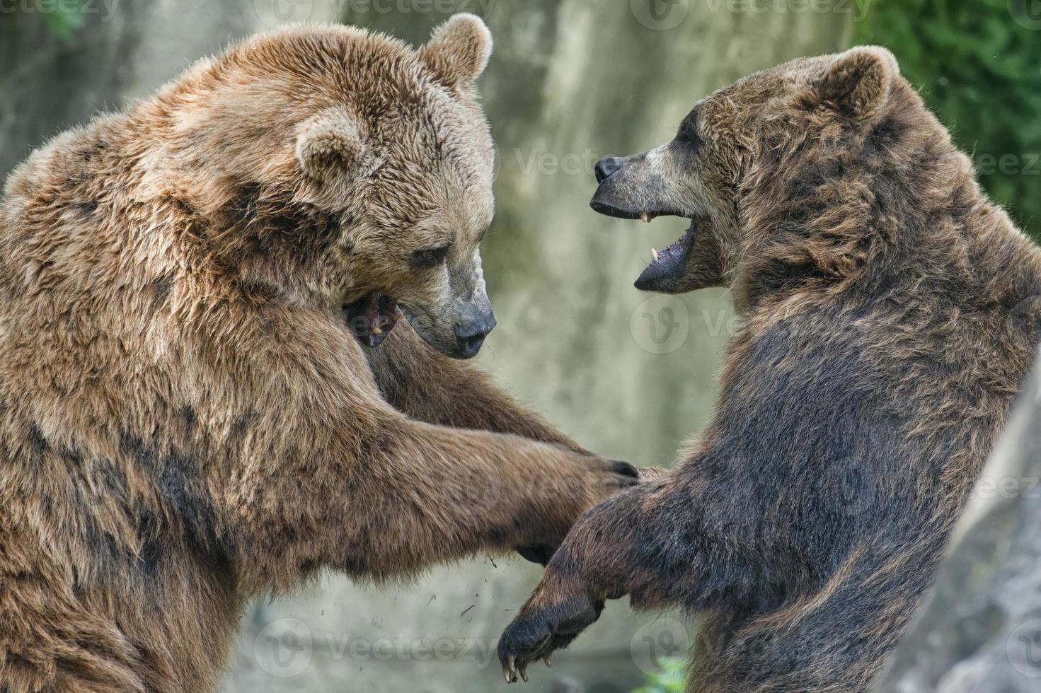 Two black grizzly bears while fighting photo