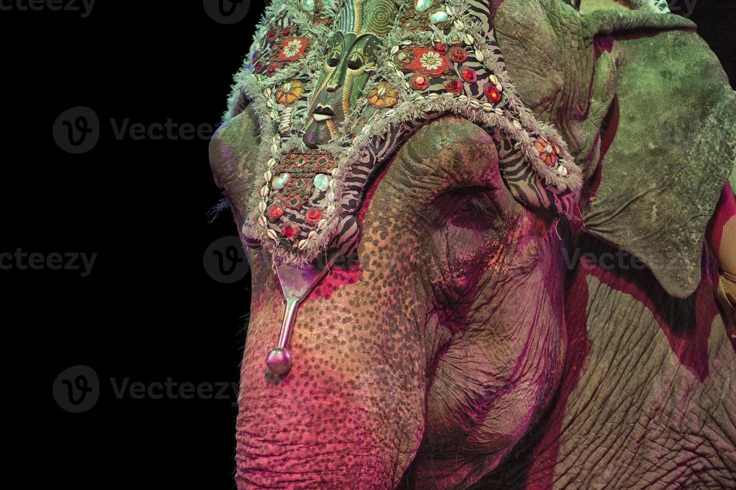 circus elephant detail photo